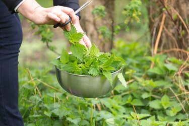 Woman picking nettle at garden