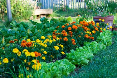 Marigolds and leafy vegetables in a garden.