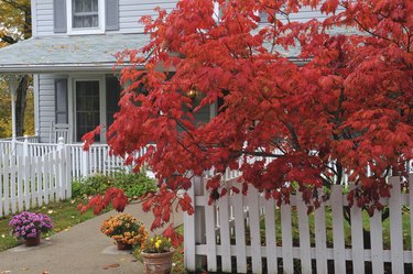 Picket Fence, Maple Tree, and House
