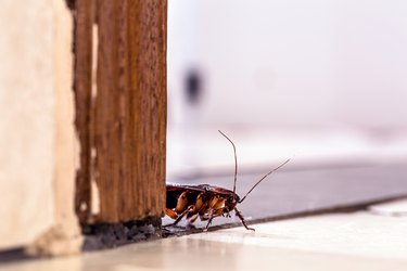 American cockroach, a kind of cockroach with wings. indoors, hidden. insect and pest problem inside the house