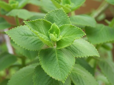 Plectranthus amboinicus plant.