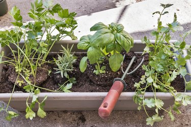 Planting various herbs in a window box garden