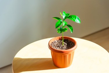Young plant one year old citrus in a brown pot.