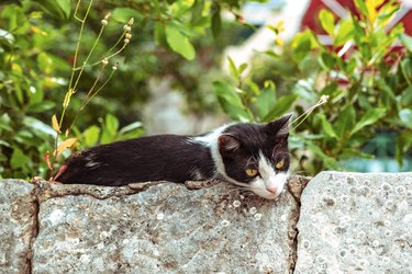 Black and white cat lying on a stone fence.