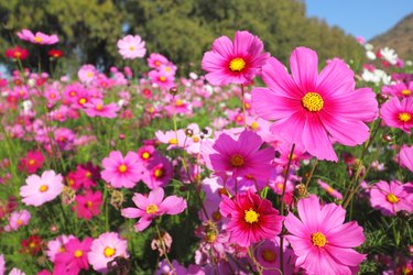 Cosmos flowers