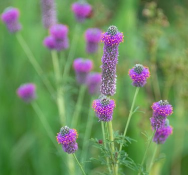 Purple Prairie Clover are plants that attract butterflies