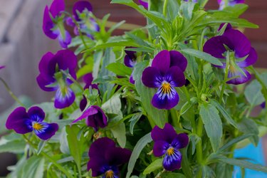 Viola tricolor wild flower also known as wild pansy, heartsease