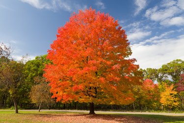 Autumnal Sugar Maple Tree at Willow River State Park