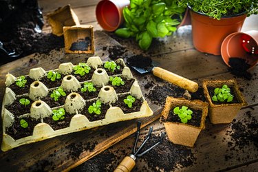 Home gardening: plants growing in egg carton.