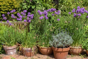 A collection of terracotta plant pots with purple Allium flowers planted for a summer display.