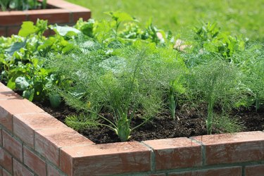 Raised beds gardening in an urban garden growing plants herbs spices berries and vegetables