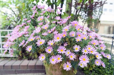 Flower pot of Aster cordifolius - pink flowers during blossom season in botanic garden