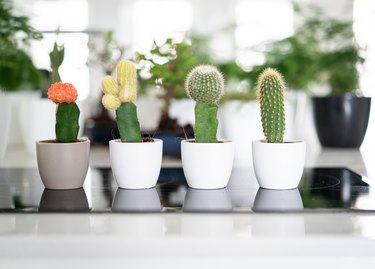 Cactus friends in row