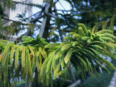 Close-up Leaves of Norfolk Island Pine with Selective Focus