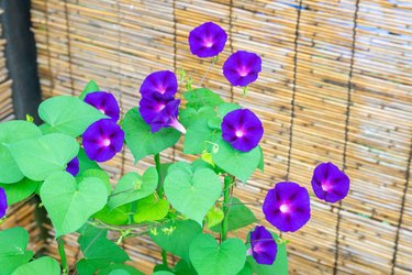 Morning glory flowers in summer.