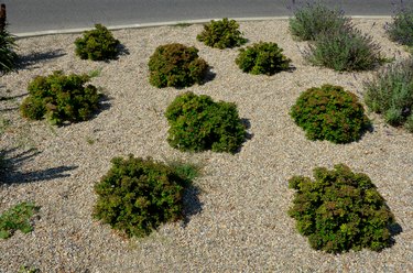 flower bed by the road at the crossroads. mulched by a duck. there are interlocking paving around. lavender and low bushes.