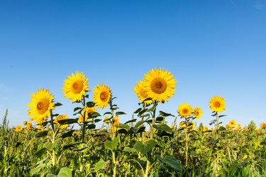 Sunflower, field of sunflowers against blue summer sky