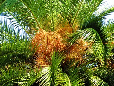 Syagrus romanzoffiana (Queen palm) with fruits.