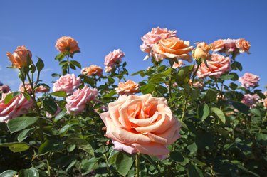 Different shapes and colors of roses.