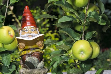 Garden gnome reading a book in an apple tree.