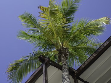Palm tree next to low building in calm weather