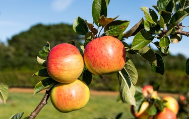 Apple James Grieve ripe fruit on tree. Norfolk. UK