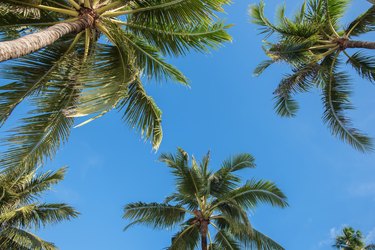 Coconut Palm Trees Under Blue Sky