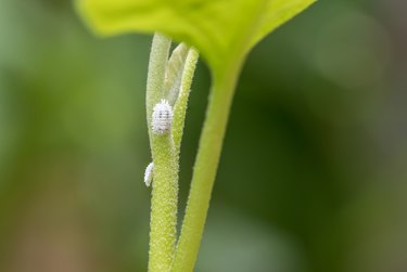 Mealybugs on plant.
