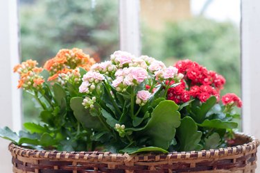 are kalanchoe plants poisonous to dogs and cats