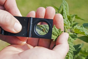 Scouting tomato crop