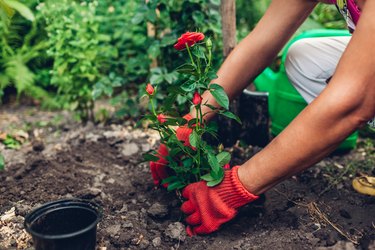 Woman gardener transplanting roses flowers from pot into wet soil. Summer garden work.