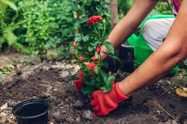 How to Grow and Care for Garden Roses