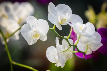 White orchid in bloom in greenhouse.