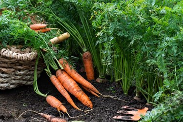 Just uprooted juicy carrots in vegetable bed and in basket, carrots growing in garden