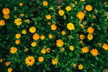 Marigold flowers