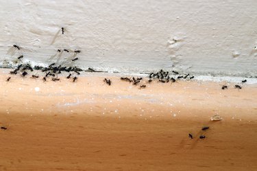 Ants in the House