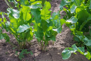 Juicy green leaves of horseradish in the garden