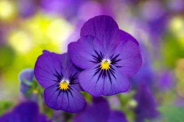 Violas