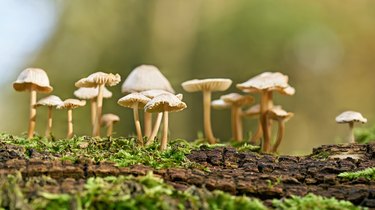 common bonnet (Mycena galericulata) on a dead tree trunk