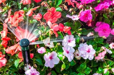 Automatic watering of flowering plants.