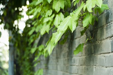 Green leaf vines on the wall