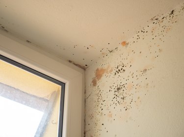 Mold on the wall near the window. Mold, humidity and condensation in the house.