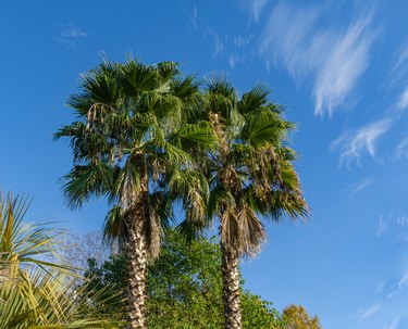 Two  beautiful palm tree Washingtonia filifera, commonly known as California fan palm in Sochi. Luxury leaves with threads on blue sky background