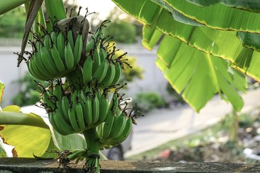 group of green banana fruit hanging on tree with leaves in organic farm. Fresh tropical plant growing outdoor garden.