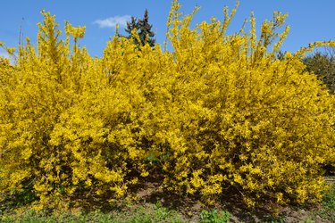 Forsythia blooms in nature.
