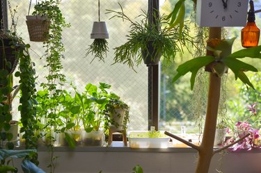 Window garden and houseplant