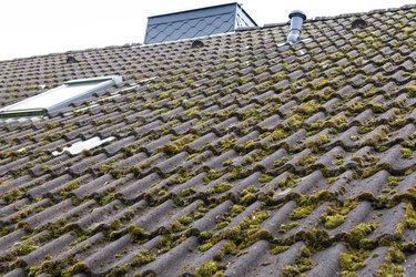 Tiles covered by moss