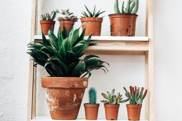 Plant Garden in Flower Pots