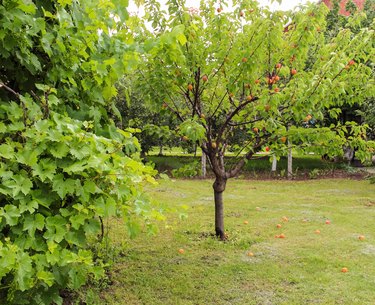 Apricot tree with fruit in the garden.