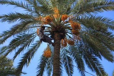 Dates palm harvesting